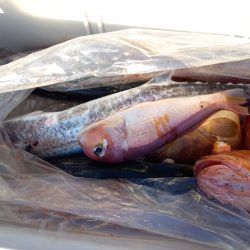 第二龍勢丸 釣果