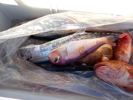 第二龍勢丸 釣果