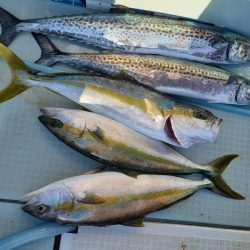 アマテラス 釣果