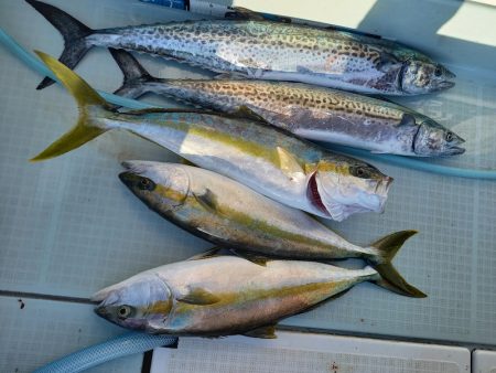 アマテラス 釣果