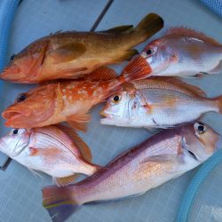 アマテラス 釣果