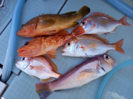 アマテラス 釣果