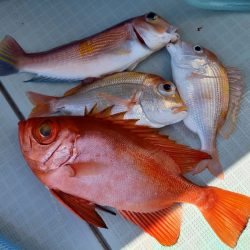 アマテラス 釣果