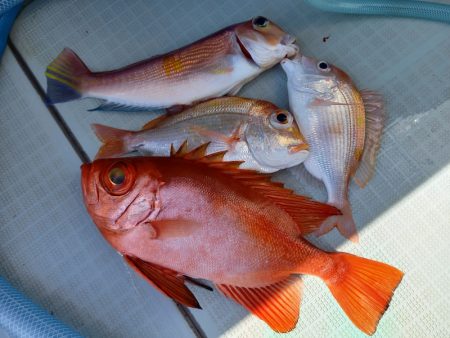 アマテラス 釣果