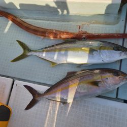 アマテラス 釣果