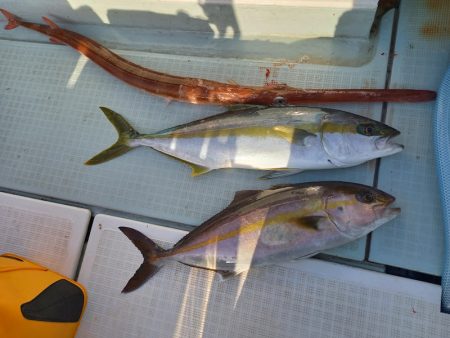 アマテラス 釣果