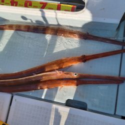 アマテラス 釣果