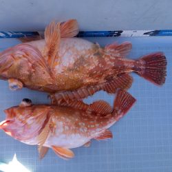 アマテラス 釣果