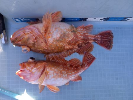 アマテラス 釣果