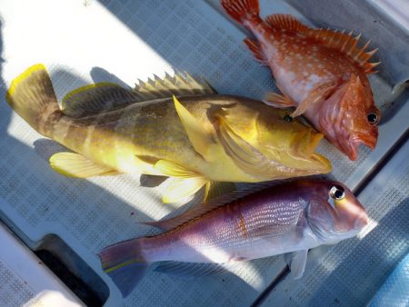 アマテラス 釣果