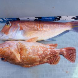 アマテラス 釣果