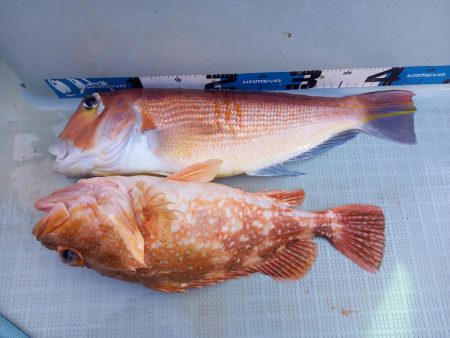 アマテラス 釣果