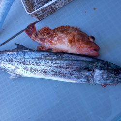 アマテラス 釣果