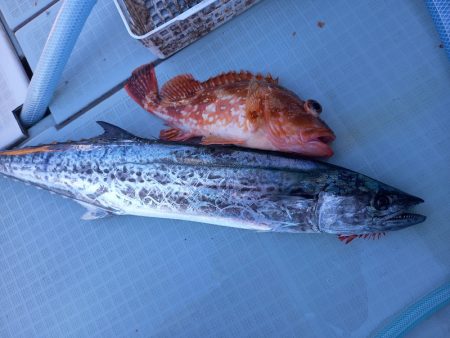 アマテラス 釣果