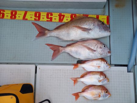 アマテラス 釣果