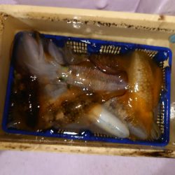 海龍丸（石川） 釣果
