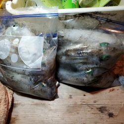 海龍丸（石川） 釣果