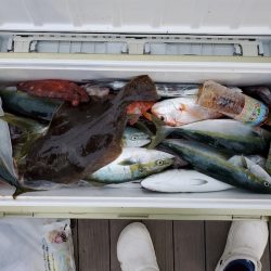 シーライオン 釣果