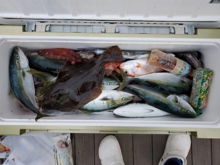 シーライオン 釣果