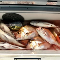 第二八坂丸 釣果