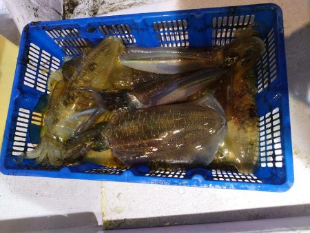 海龍丸（石川） 釣果