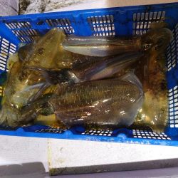 海龍丸（石川） 釣果