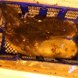 海龍丸（石川） 釣果