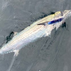 「LaGooN」蒼陽丸 日和号 釣果