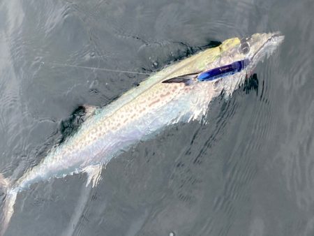 「LaGooN」蒼陽丸 日和号 釣果