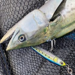 「LaGooN」蒼陽丸 日和号 釣果