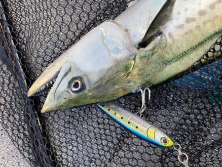 「LaGooN」蒼陽丸 日和号 釣果