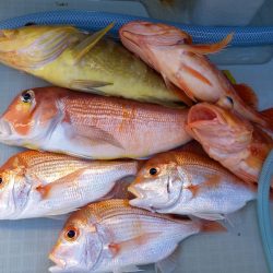 アマテラス 釣果