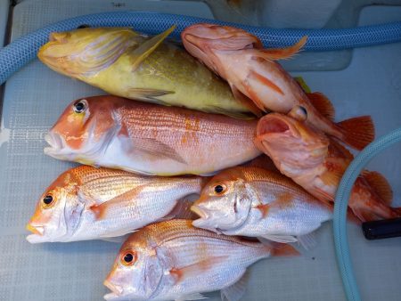 アマテラス 釣果