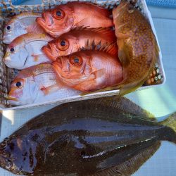 アマテラス 釣果