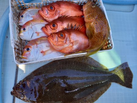 アマテラス 釣果