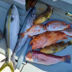 アマテラス 釣果