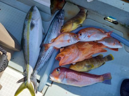 アマテラス 釣果