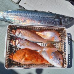 アマテラス 釣果