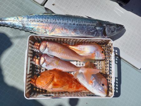 アマテラス 釣果