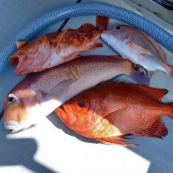 アマテラス 釣果