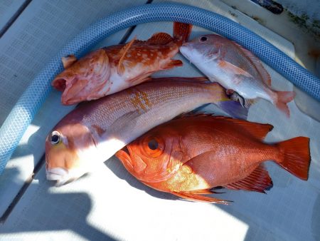 アマテラス 釣果