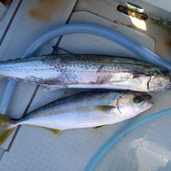 アマテラス 釣果