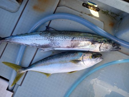 アマテラス 釣果