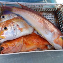 アマテラス 釣果