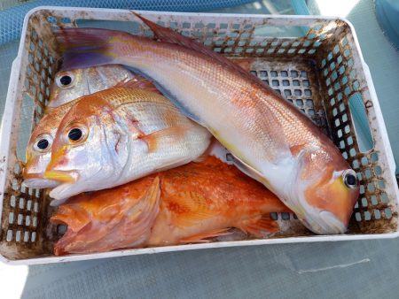 アマテラス 釣果