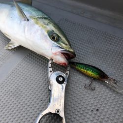 Chase(チェイス) 釣果