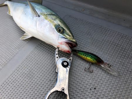 Chase(チェイス) 釣果