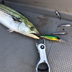 Chase(チェイス) 釣果