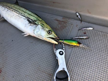 Chase(チェイス) 釣果