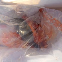 第二龍勢丸 釣果